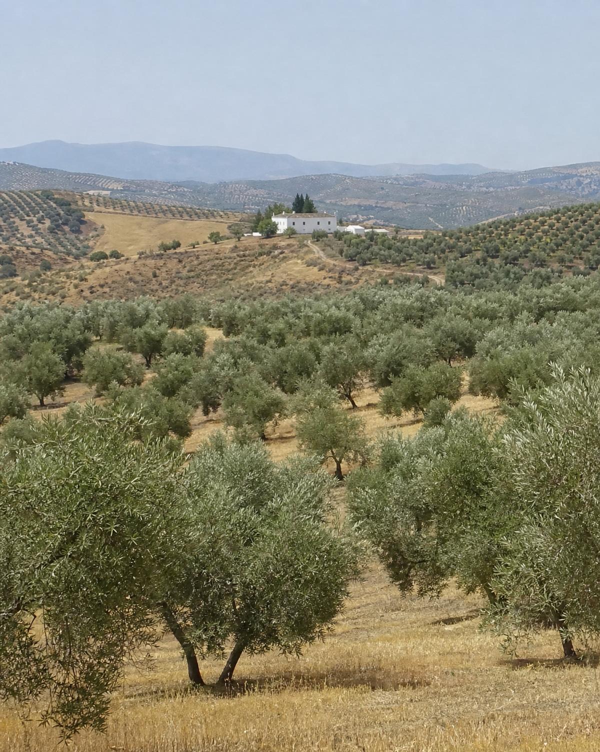 Benahavís